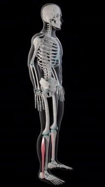 Bu 3 boyutlu animasyon, tüm insan vücudundaki fibularis longus kaslarını gösteriyor.