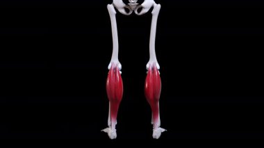 Bu 3D animasyon gastrocnemius kas hareketinin arka görüntüsünü gösterir 