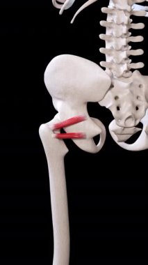 Bu 3 boyutlu animasyon, Gemellus kas hareketini gösteriyor. 