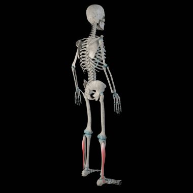 Bu 3 boyutlu çizim, bir erkek vücudundaki fibularis longus kaslarını gösteriyor.
