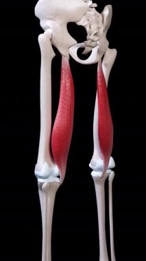 Bu 3D animasyon yarı membran kas hareketini gösteriyor 