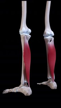 Bu 3D animasyon temel kas hareketini gösterir 