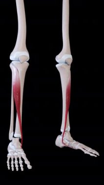 Bu 3 boyutlu animasyon tibialis ön kas hareketini gösteriyor. 