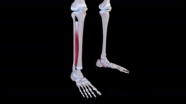Bu 3 boyutlu animasyon tibialis posterior kas hareketini gösteriyor. 