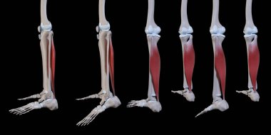 Bu 3D çizim taban kas hareketinin bir kenar görünümünü gösterir