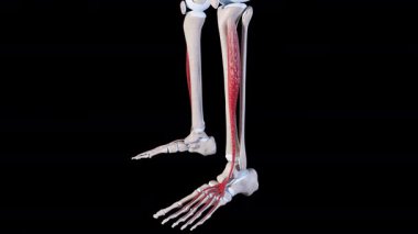 Bu 3D animasyon, uzatma dijitorum longus kaslarının hareketini gösterir 