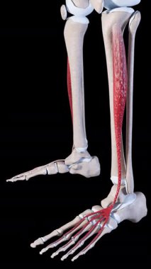 Bu 3D animasyon, uzatma dijitorum longus kaslarının hareketini gösterir