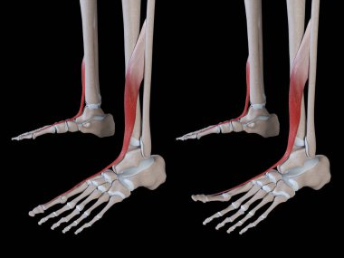 Bu 3D çizim, gerici halüsinasyon longus kas hareketini gösteriyor.