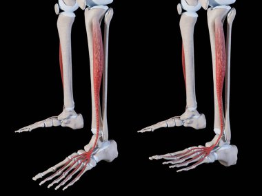 Bu 3d illüstrasyon gerici dijitorum longus kas hareketini gösterir