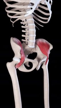 Bu 3 boyutlu animasyon, iliaküs kaslarının hareketinin bir kenar görüntüsünü gösteriyor. 