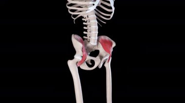 Bu 3 boyutlu animasyon, iliaküs kaslarının hareketinin bir kenar görüntüsünü gösteriyor. 