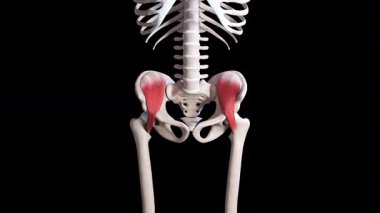 Bu 3 boyutlu animasyon iliacus kaslarının hareketini gösteriyor. 