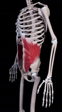 Bu 3 boyutlu animasyon iç eğik karın kaslarının hareketlerini gösteriyor. 