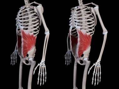 Bu 3D çizim, iç eğik karın kası hareketini gösteriyor.