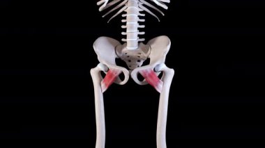 Bu 3D animasyon pectineus kas hareketlerini gösteriyor