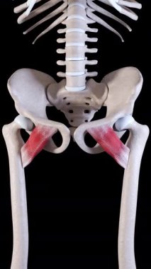 Bu 3D animasyon pectineus kas hareketlerini gösteriyor