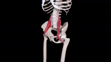 Bu 3D animasyon psoas büyük kas hareketlerini gösterir