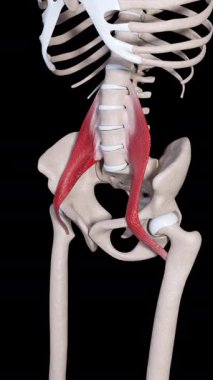 Bu 3D animasyon psoas büyük kas hareketlerini gösterir