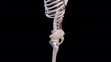 Bu 3D animasyon kuadratus lumborum kaslarının hareketinin bir kenar görünümünü gösterir