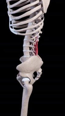 Bu 3D animasyon kuadratus lumborum kaslarının hareketinin bir kenar görünümünü gösterir