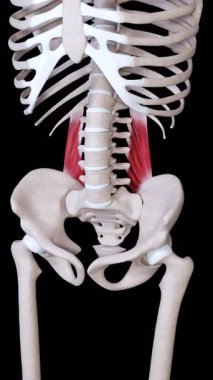 Bu 3D animasyon kuadratus lumborum kaslarının hareketini gösterir