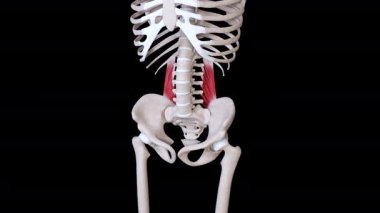 Bu 3D animasyon kuadratus lumborum kaslarının hareketini gösterir