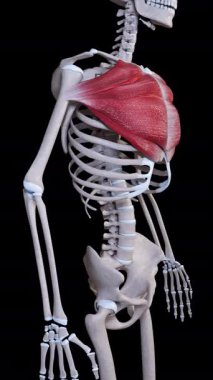 Bu 3D animasyon, pektoralis büyük kas hareketlerini gösteriyor.