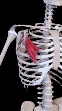 Bu 3D animasyon, pektoralis minör kas hareketini gösteriyor.