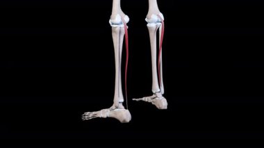 Bu 3D animasyon plantaris kaslarının hareketini gösteriyor.