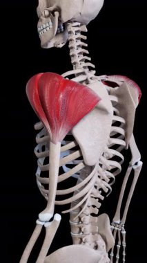This 3d animation shows a side view of the deltoid muscle movement