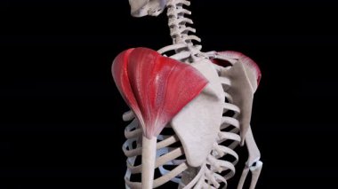 This 3d animation shows a side view of the deltoid muscle movement