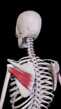 This 3d animation shows the infraspinatus muscle movement