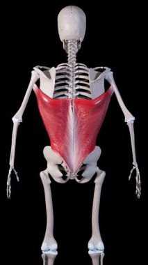 This 3d animation shows a back view of the latissimus dorsi muscle movement