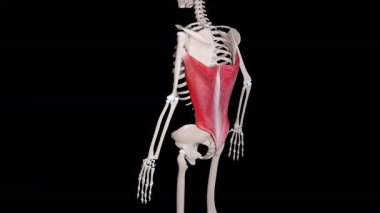 This 3d animation shows a side view of the latissimus dorsi muscle movement
