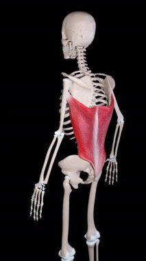 This 3d animation shows a side view of the latissimus dorsi muscle movement