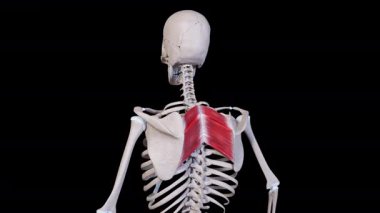 This 3d animation shows the rhomboid muscle movement