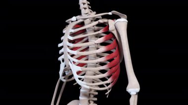 This 3d animation shows the serratus anterior muscle movement