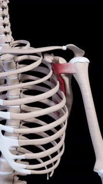 This 3d animation shows the subscapularis muscle movement