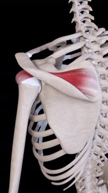 This 3d animation shows the supraspinatus muscle movement