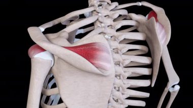 This 3d animation shows the supraspinatus muscle movement