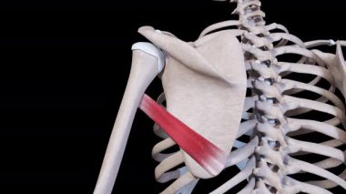 This 3d animation shows the teres major muscle movement
