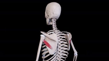 This 3d animation shows the teres minor muscle movement
