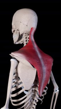 This 3d animation shows the trapezius muscle movement