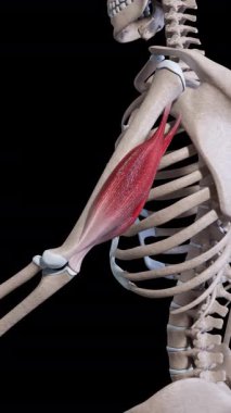 This 3d animation shows the triceps muscle movement