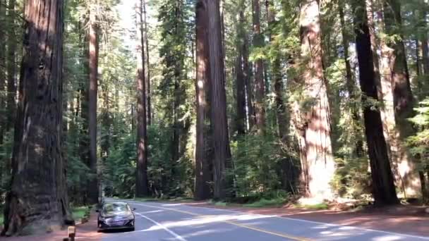 米国カリフォルニア州ミランダ 北カリフォルニアのジャイアンツの風光明媚なドライブのアベニューにある巨大な海岸沿いのレッドウッドの木の横に車が小さく見えます — ストック動画