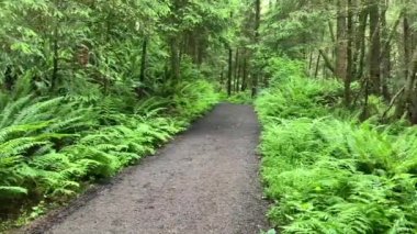 A peaceful hiking trail at Ecola State Park. The dirt path is lined by vibrant foliage - trees and large ferns - Nr Cannon Beach, Oregon, USA