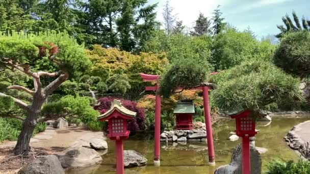 Beautiful Peaceful Japanese Garden Point Defiance Park Perfectly Manicured Trees — Vídeo de stock