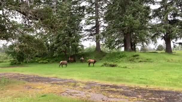 Herd Elk Grazing Rain Trees Fort Stevens State Park Astoria — Stok video