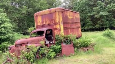 Side view of a rusted vintage truck sitting abandoned on the Kestner Homestead in the Olympic National Park with nature gradually reclaiming it - Nr Quinault, Washington, USA