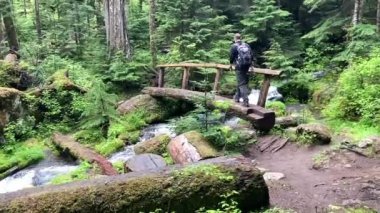 A male hiker walks over a log bridge spanning a flowing stream in a very scenic and lush woodland in Olympic National Park - Nr Port Angeles, Washington, USA